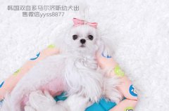 上海韩国双血系马尔济斯幼犬出售、种公借配
