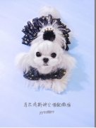 上海韩国双血系马尔济斯幼犬 领养转让