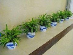 天津同城植物出租,花卉租摆,绿植租赁