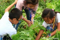 深圳亲子活动中学生户外活动赏花植树活动，农家乐推荐项目