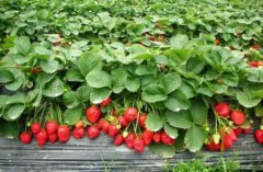 上海奉贤草莓采摘活动3种品种草莓酸甜可口