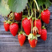 上海奉贤草莓采摘活动3种品种草莓酸甜可口