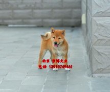 纯种日系柴犬 赛级柴犬 北京柴犬犬舍直销