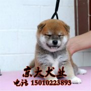 赛级柴犬出售 北京柴犬多少钱一只 柴犬犬舍