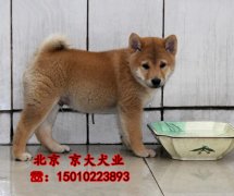 赛级柴犬出售 北京柴犬多少钱一只 柴犬犬舍