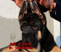 北京锤系德牧犬 赛级德牧幼犬出售 北京德牧价格