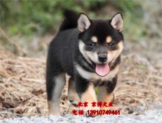 纯种日系柴犬出售 赛系黑色柴犬 北京京博犬舍直销