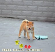 纯种日系柴犬出售 赛系黑色柴犬 北京京博犬舍直销