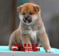 柴犬幼犬出售 三个月柴犬多少钱一只 北京柴犬犬舍