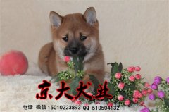 柴犬幼犬出售 三个月柴犬多少钱一只 北京柴犬犬舍